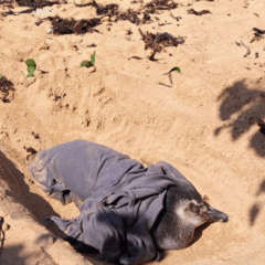 Pinguim é resgatado debilitado em praia de Aracruz