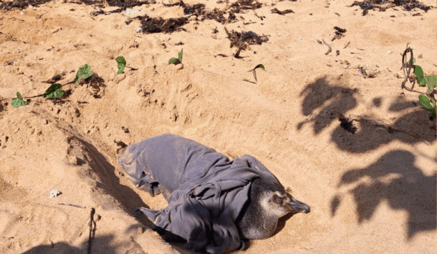 Pinguim é resgatado debilitado em praia de Aracruz Pinguim é resgatado debilitado em praia de Aracruz