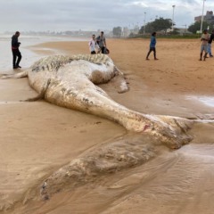 baleia morta na praia do barrote na serra