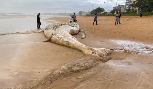 baleia morta na praia do barrote na serra