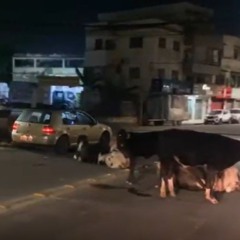 bois deitam na rua em cariacica