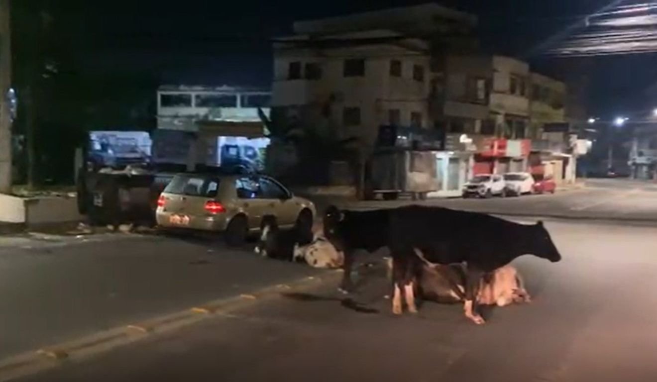 bois deitam na rua em cariacica