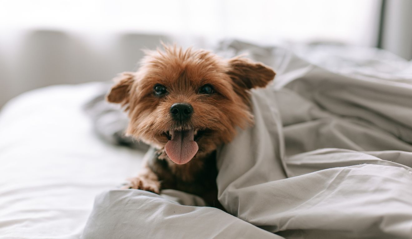 Cachorro no frio