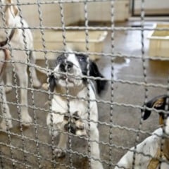Cachorros