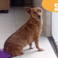 Cadela encontrada em Cariacica. (Foto: arquivo pessoal)