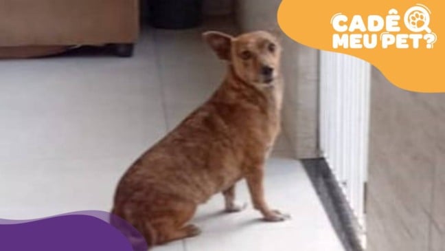 Cadela encontrada em Cariacica. (Foto: arquivo pessoal)
