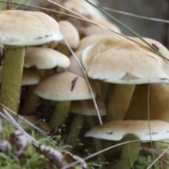 cogumelos