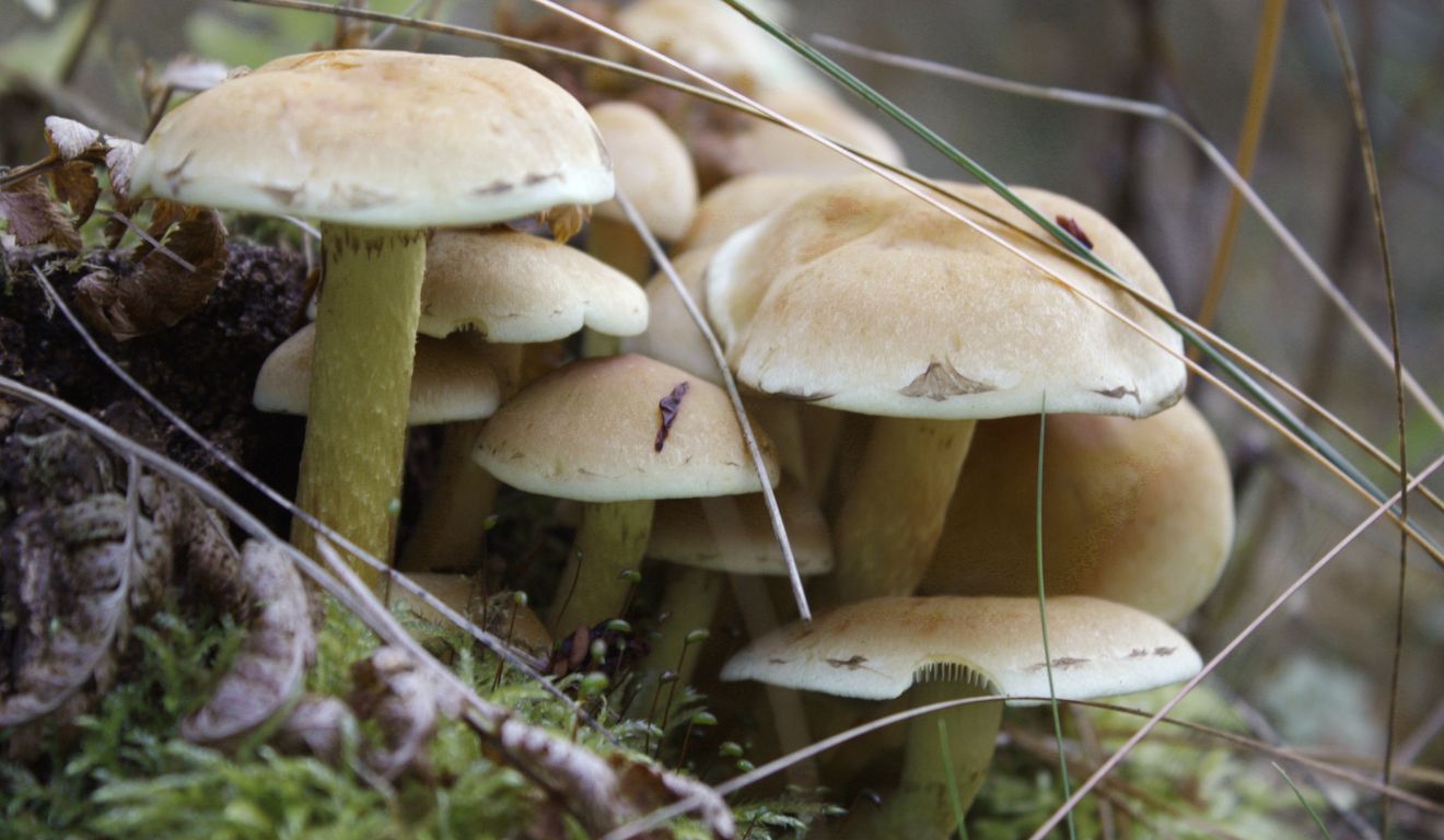 cogumelos