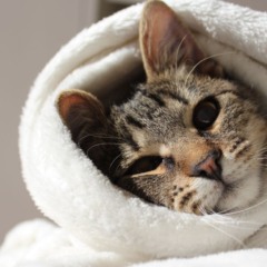 Gato com frio