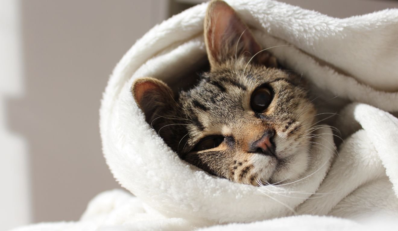 Gato com frio