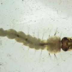 Bactéria Wolbachia impede que o mosquito desenvolva vírus de doenças como dengue