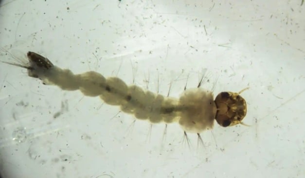 Bactéria Wolbachia impede que o mosquito desenvolva vírus de doenças como dengue Bactéria Wolbachia impede que o mosquito desenvolva vírus de doenças como dengue
