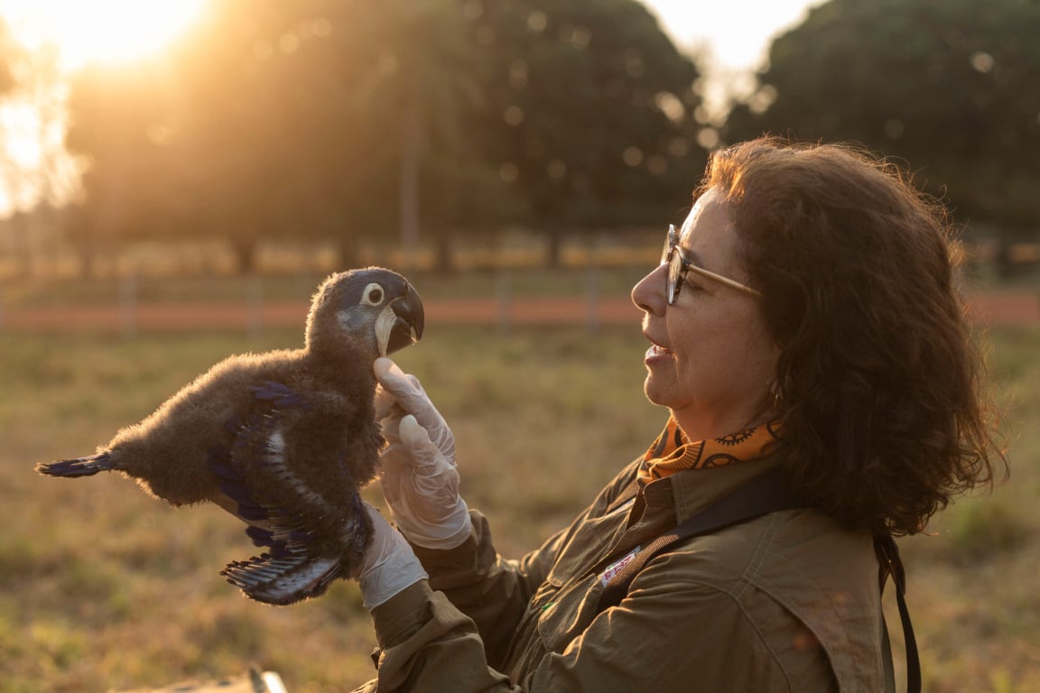 Pesquisadora Neiva Guedes do Instituto Arara azul desenvolvendo seu trabalho de pesquisa com a arara-azul-grande (Anodorhynchus hyacinthinus) no Pantanal. Foto: João Marcos Rosa/Nitro