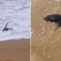 Pinguim resgatado em praia