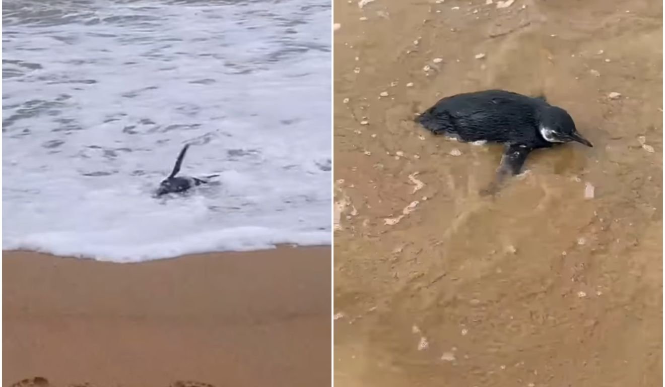 Pinguim resgatado em praia
