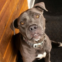 Pitbull