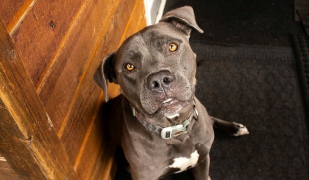 Pitbull