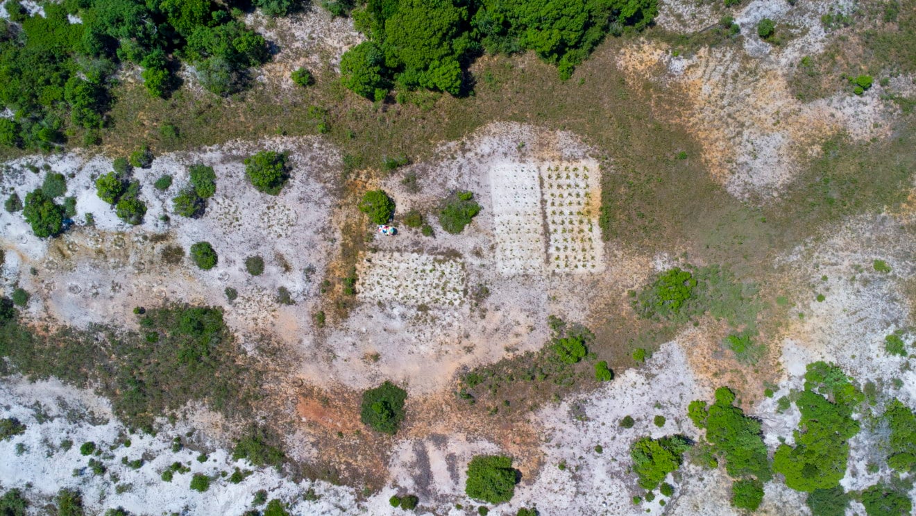 Área de restinga degradada há mais de três décadas sem regeneração natural significativa