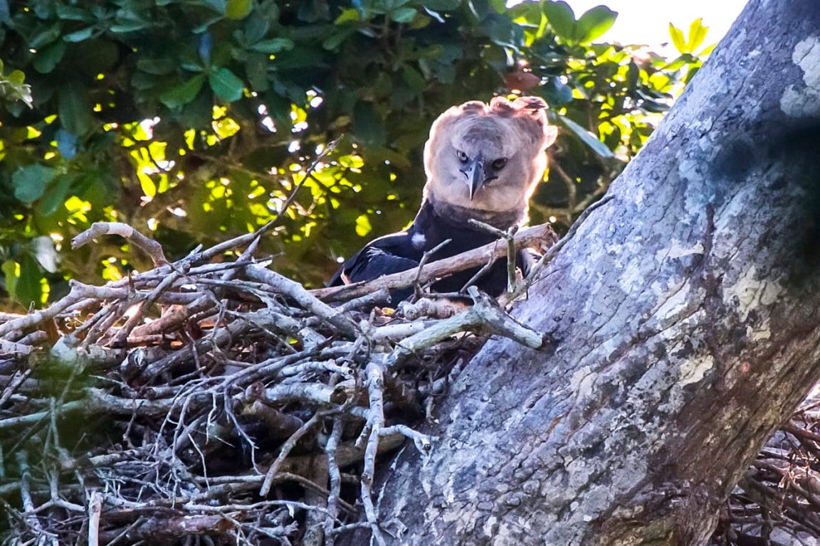 Ninho de harpia no topo de uma árvore de grande porte, em área de floresta em Linhares