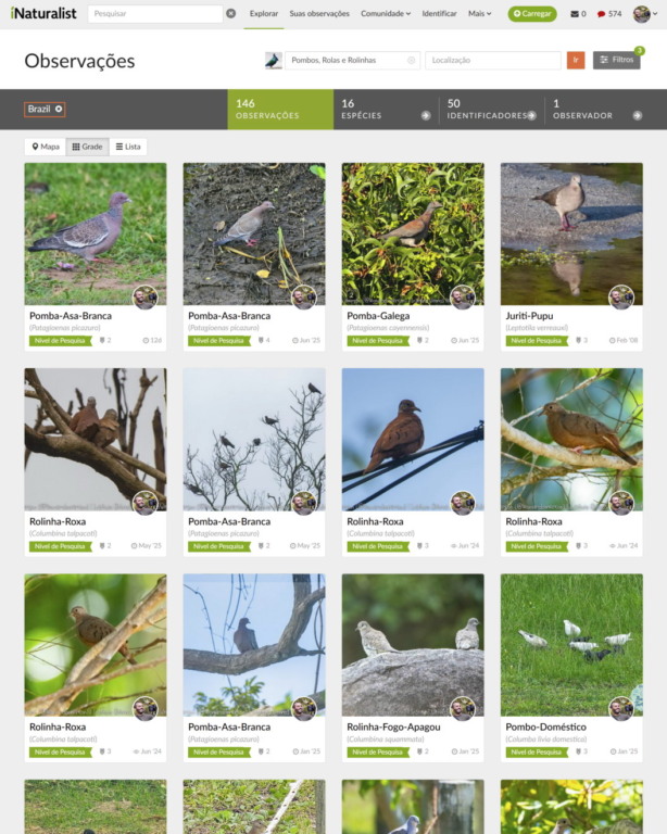 Galeria pessoal com registros fotográficos de 16 espécies de pombas brasileiras feitos pelo autor