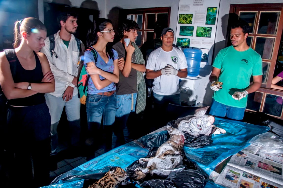 Professor Áureo Banhos mostra a alunos animais atropelados, utilizados em aula sobre ecologia de estradas
