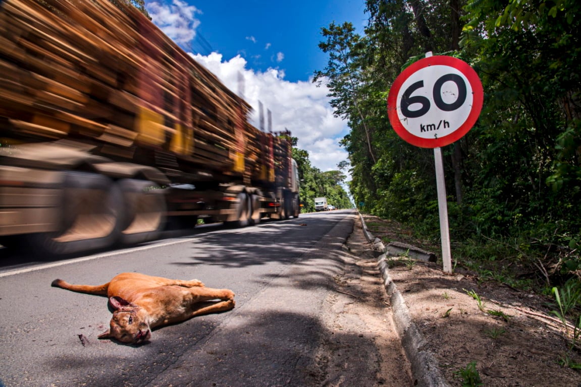 Animal silvestre atropelado na BR 101, em trecho próximo à Reserva Biológica de Sooretama
