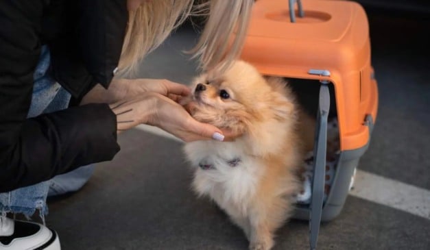 viagem com pets transporte