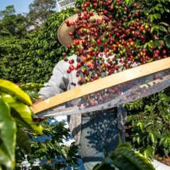 Espírito Santo busca soluções para minimizar impacto de tarifas dos EUA; café e outros produtos do agro podem ser isentos