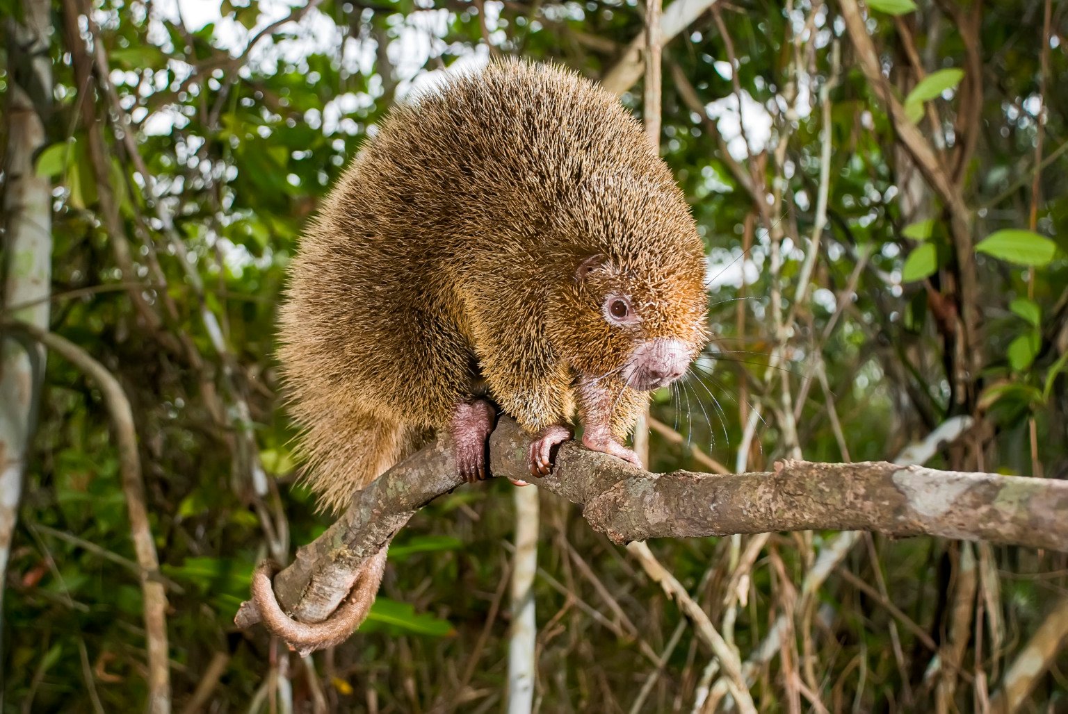 "Ouriço-preto (Chaetomys subspinosus) fotografado em Guarapari, Espírito Santo -  Sudeste do Brasil. Bioma Mata Atlântica. Registro feito em 2007.

ENGLISH: Bristle-spined rat photographed in Guarapari, Espírito Santo - Southeast of Brazil. Atlantic Forest Biome. Picture made in 2007."