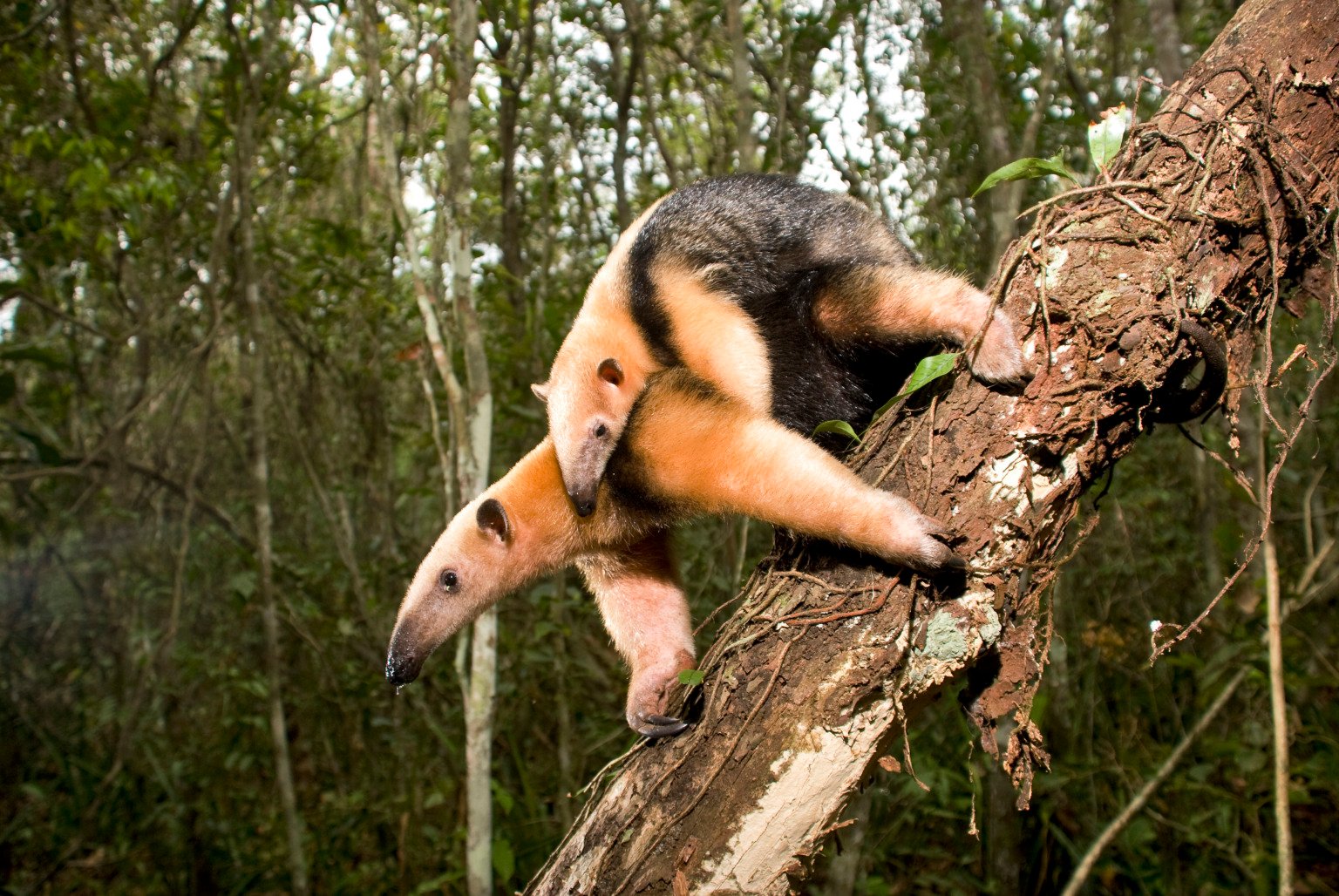"Tamanduá-mirim (Tamandua tetradactyla) fotografado em Guarapari, Espírito Santo -  Sudeste do Brasil. Bioma Mata Atlântica. Registro feito em 2007.

ENGLISH: Southern tamandua  photographed in Guarapari, Espírito Santo - Southeast of Brazil. Atlantic Forest Biome. Picture made in 2007."