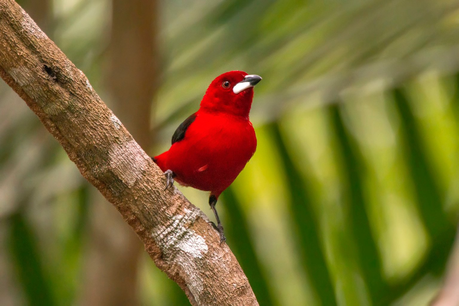 "Tiê-sangue (Ramphocelus bresilius) fotografado em Linhares, Espírito Santo -  Sudeste do Brasil. Bioma Mata Atlântica. Registro feito em 2013.



ENGLISH: Brazilian Tanager photographed in Linhares, Espírito Santo - Southeast of Brazil. Atlantic Forest Biome. Picture made in 2013."