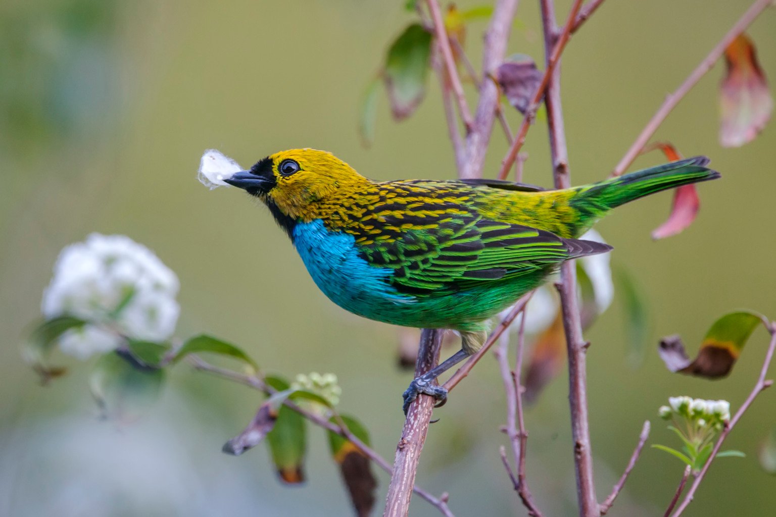 "Saíra-douradinha (Tangara cyanoventris) fotografado em Vargem Alta, no Espírito Santo -  Sudeste do Brasil. Bioma Mata Atlântica. Registro feito em 2018.
⠀
⠀




ENGLISH: Gilt-edged Tanager photographed in Vargem Alta, Espírito Santo - Southeast of Brazil.