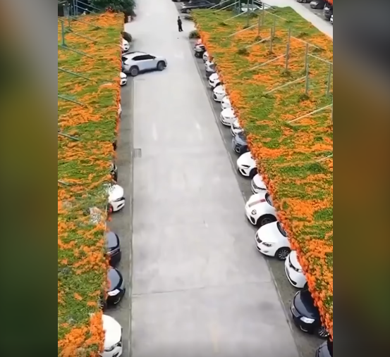 Como estacionamentos podem se tornar paraísos verdes