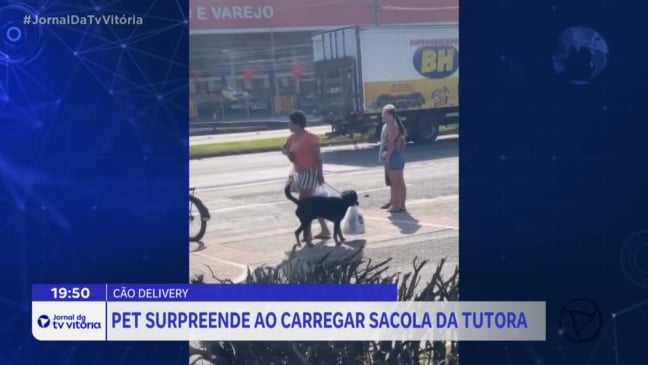 Cão viraliza nas redes ao carregar sacolas de supermercado