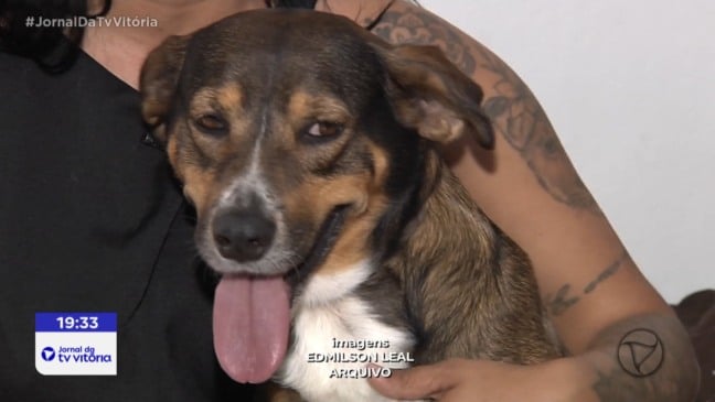 Vacinação antirrábica imuniza 65 mil pets em Vitória e região