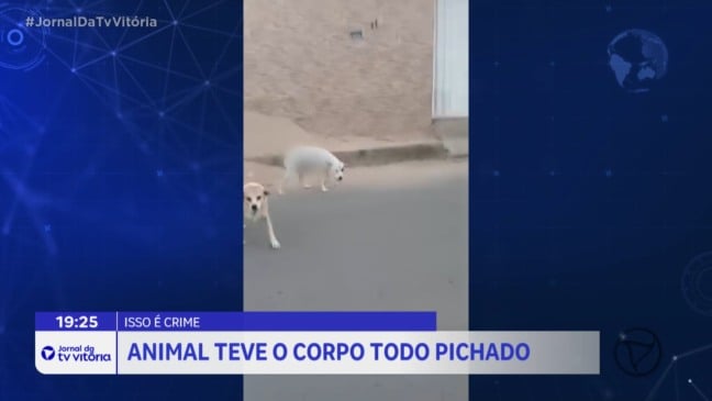 Cadelinha tem corpo pichado em Guarapari