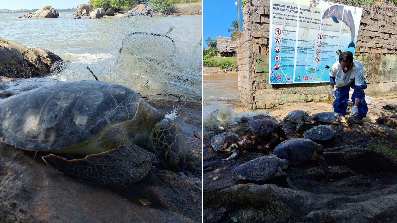 Tartarugas mortas em Vitória (Foto: Fundação Projeto Tamar)
