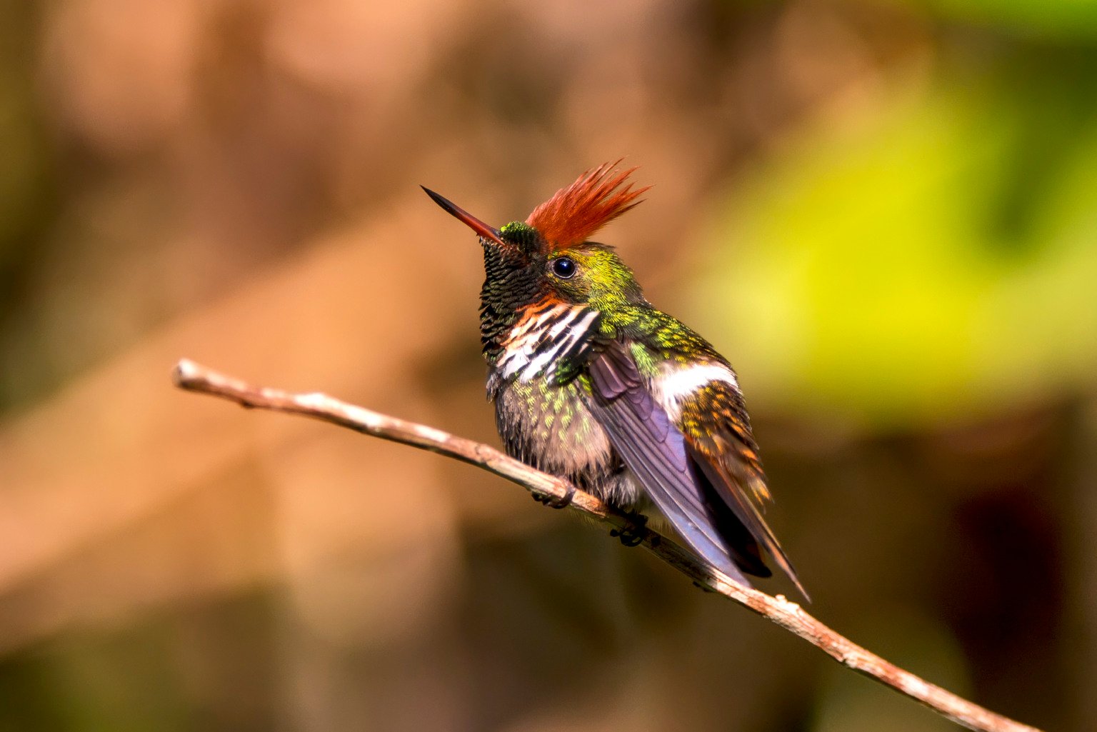 O Instituto Últimos Refúgios é uma instituição sem fins lucrativos, que visa à sensibilização ambiental através de imagens. "As pessoas só protegem o que sabem que existe!"