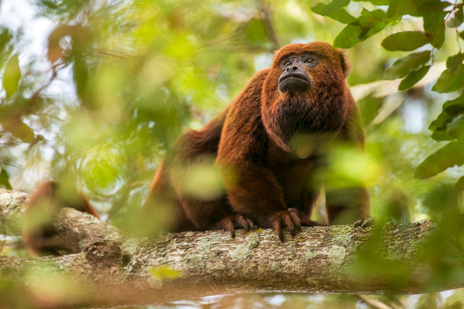 Brown howler monkey (Alouatta guariba), photographed in Cachoeiro de Itapemirim, Espírito Santo - Brazil. Atlantic forest Biome. Wild animal.