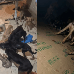 Maus-tratos: mais de 20 cães são resgatados em São Mateus