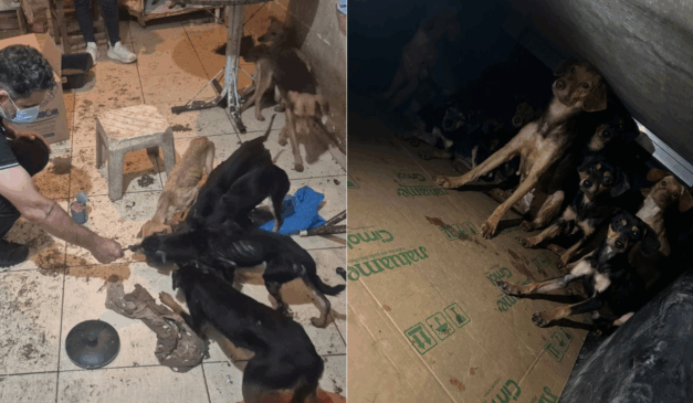 Maus-tratos: mais de 20 cães são resgatados em São Mateus