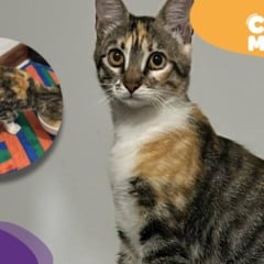 Sushi, gata desaparecida desde 27 de julho, é encontrada! (Foto: arquivo pessoal)