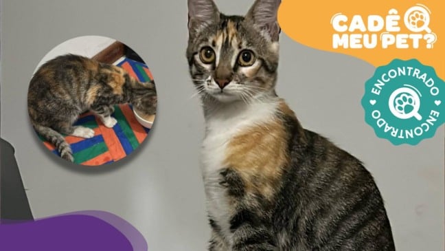 Sushi, gata desaparecida desde 27 de julho, é encontrada! (Foto: arquivo pessoal)