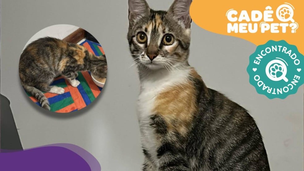 Sushi, gata desaparecida desde 27 de julho, é encontrada! (Foto: arquivo pessoal)