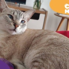 Lua, gata desaparecida em Vila Velha. (Reprodução: arquivo pessoal)