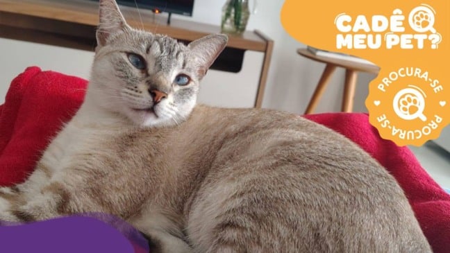 Lua, gata desaparecida em Vila Velha. (Reprodução: arquivo pessoal)
