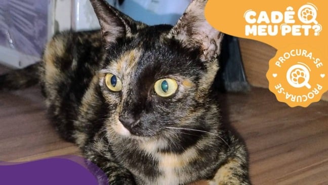 Ana, gata desaparecida em Vila Velha. (Foto: arquivo pessoal)