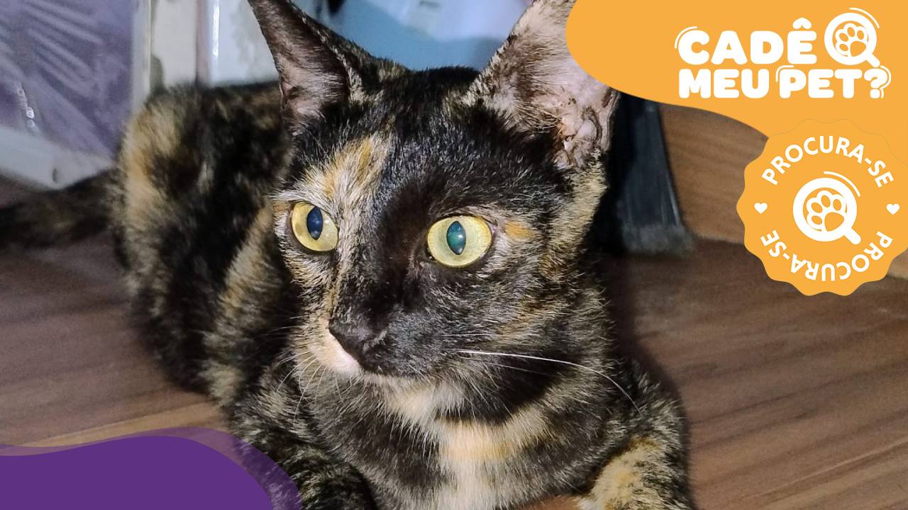 Ana, gata desaparecida em Vila Velha. (Foto: arquivo pessoal)