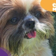 Bob, cão idoso desaparecido. (Foto: arquivo pessoal)