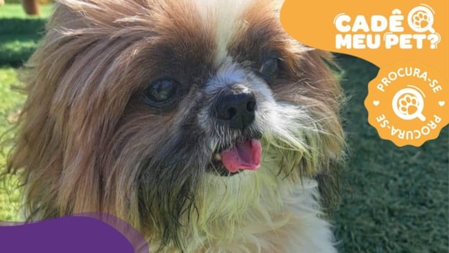 Bob, cão idoso desaparecido. (Foto: arquivo pessoal)